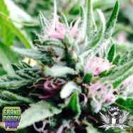 GrandDaddy Purple Seeds Bay Thunderboldt